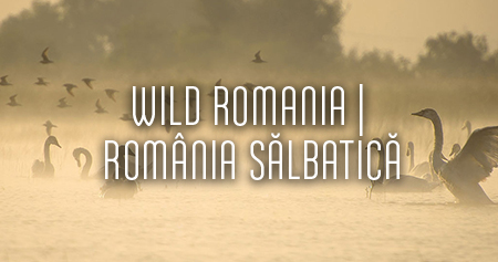 EUFF---450x237-Romania---Wild-Romania